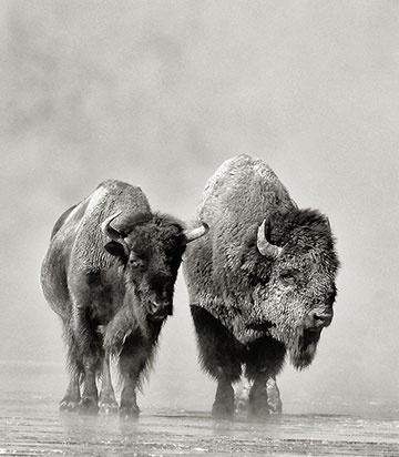 aluminum print of two buffalo